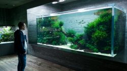 Aquarium dari Takashi Amano
